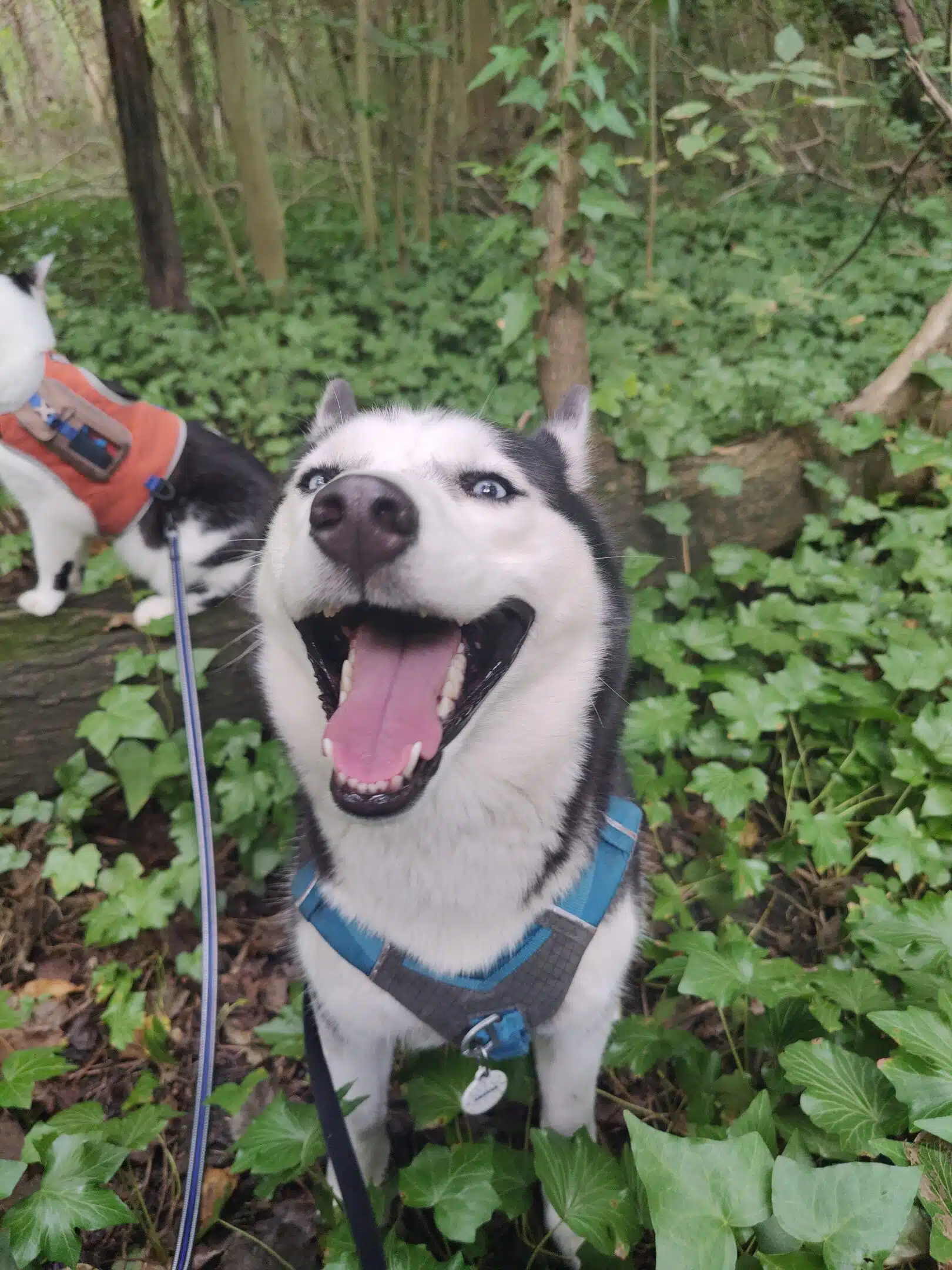 Smiling Husky Dog